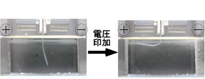 水中で電圧を印加すると動きます