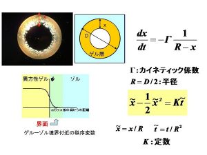 複雑な“液体”、異方性ゲル、の形成理論の構築