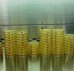 実験室では様々な環境微生物を培養します。
