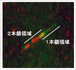 1分子DNAの1本鎖部分(赤)と2本鎖部分(緑)の染め分け