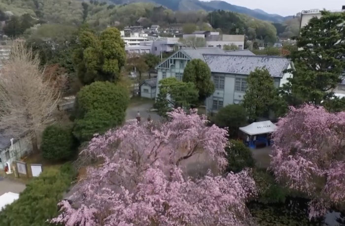 群馬大学理工学部キャンパスのしだれ桜（ドローン映像）2016